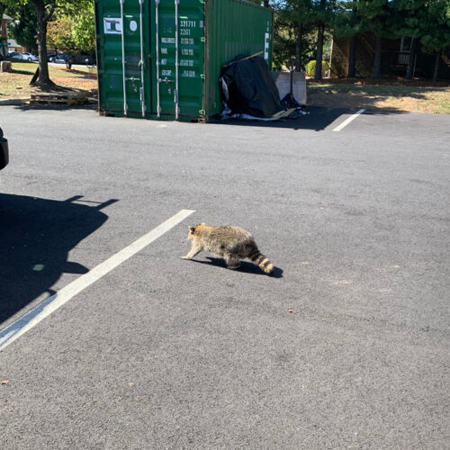 A Raccoon in the Parking Lot